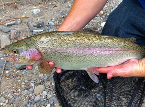 EF Carson River- Alpine County